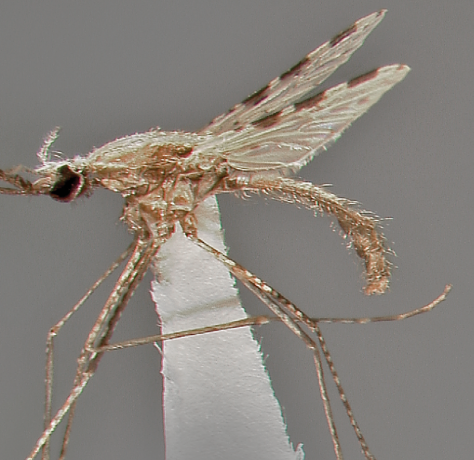 ANOPHELES STEPHENSI UM PERIGO À ESPREITA?�