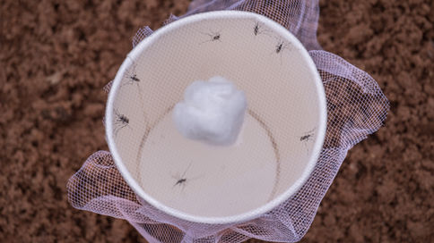 A IDENTIFICAÇÃO INCORRETA DE ESPÉCIES DE MOSQUITOS, PODE COLOCAR EM CAUSA AS ACTUAIS ESTRATÉGIAS DE CONTROLO DE VECTORES 