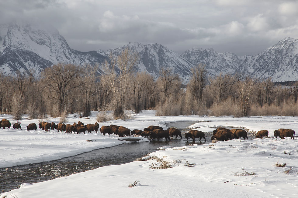 Bison cross a creek on a cloudy day.