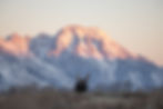 Moose at sunrise in front of Mount Moran.