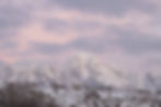 A herd of elk wander through a snowy plain in the shadow of the Grand Teton.