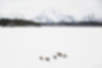 399 and cubs cross Jackson Lake.