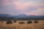 A small herd of bison cross a grassy plain in the shadow of Jackson Peak.