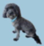 A cute dog groom after it was shaved to remove mats