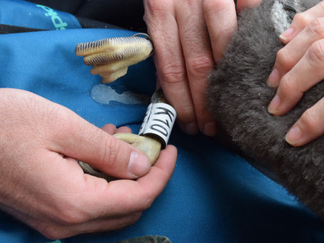 Helping with shags