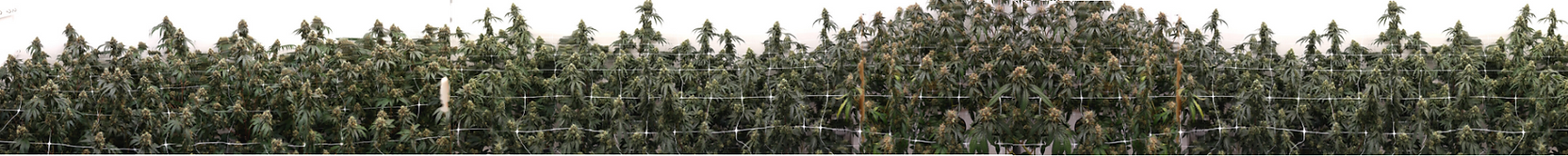 PLantworks Farm header (2).png