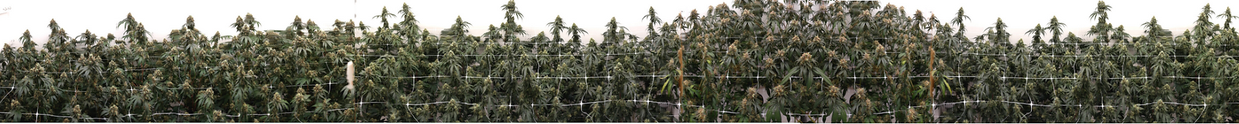 PLantworks Farm header (2).png