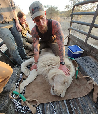 Founder Michael Bradley helping relocate a male lion.