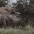 Elepahnt mother and calf eating. Elephants are a regular sighting when you volunteer with engage conservation Africa.