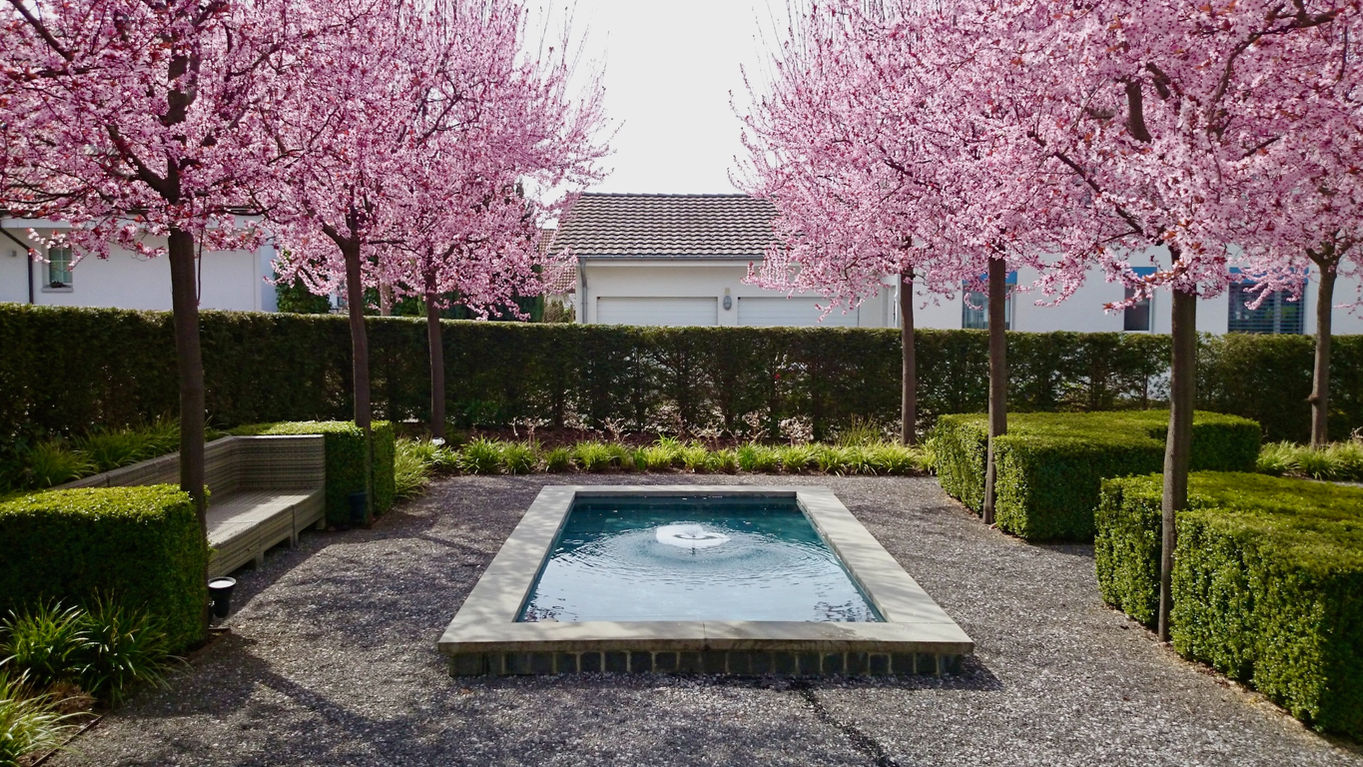 prunus_cerasifera_woodii.jpeg
