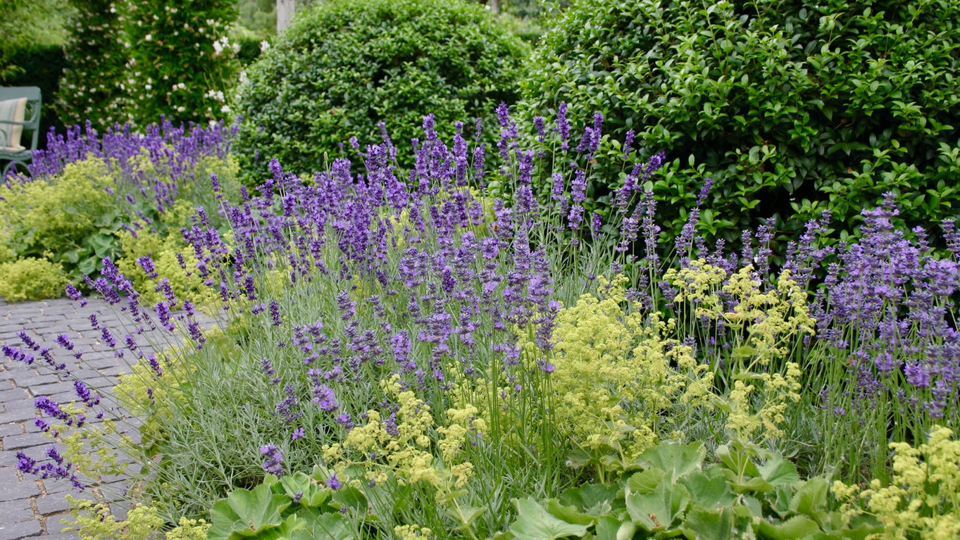 flora_bepflanzung.jpeg