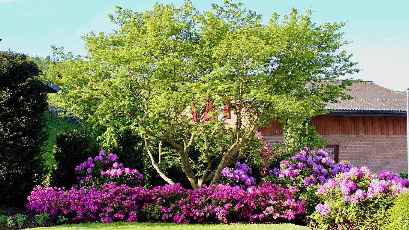 acer_palmatum.jpeg