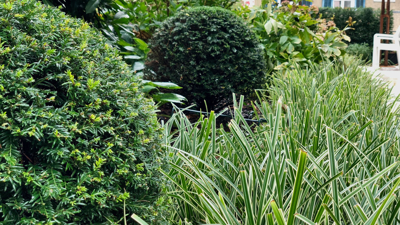 carex_morrowii_variegata.jpeg