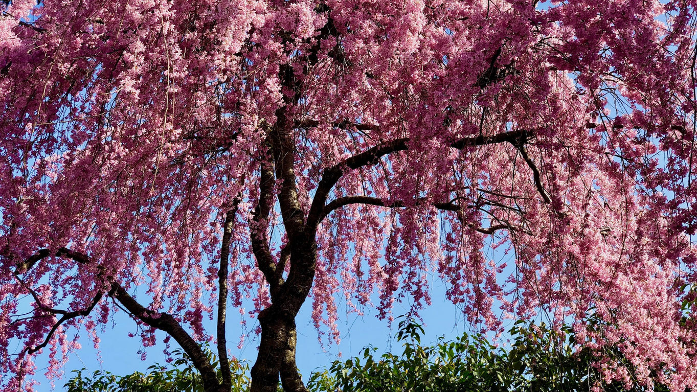 prunus_zierkirsche.jpeg
