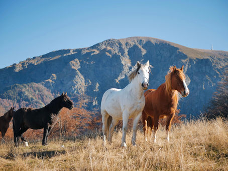 Horseback Riding in the Andes: Chile's Most Cinematic Way to See the Mountains