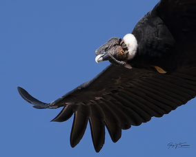 A condor soaring close to the camera in the Andes