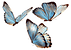 mariposas_edited.png