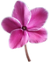 Flor agosto.png