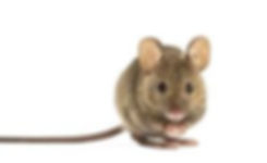 ratón.jpg