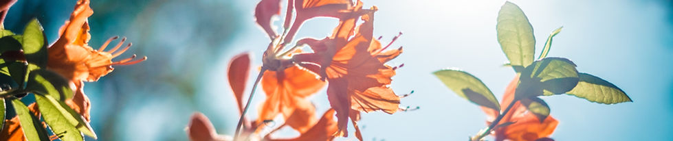 オレンジの花