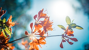 Orange Blossom