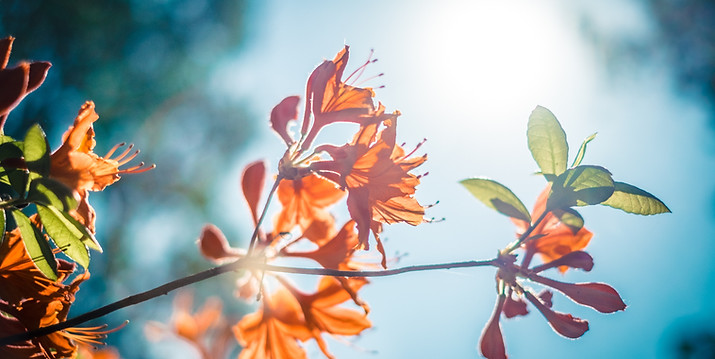 Orange Blossom