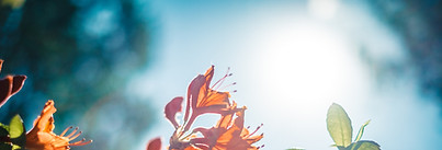 Orange Blossom