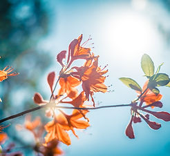 Orange Blossom