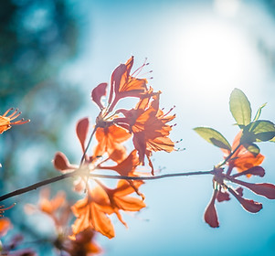 fleur d'oranger