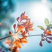 Naturopathie REVEL, Naturopathie Lyme