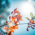 flor de naranja