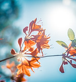 Orangenblüte