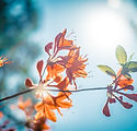Orange Blossom