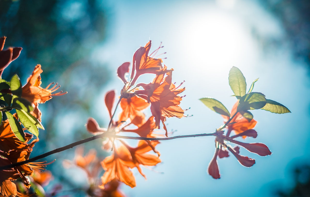 Orange Blossom