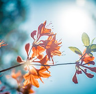 fleur d'oranger