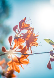Orange Blossom
