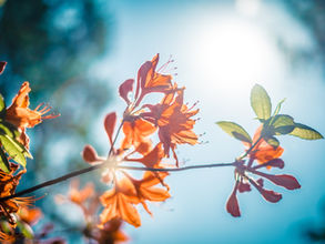 Parish Bulletin 3rd July 2022