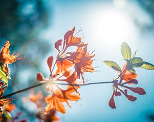 Orange Blossom