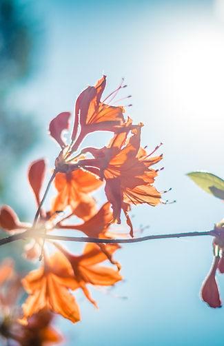 Orange Blossom