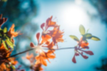 Orange Blossom