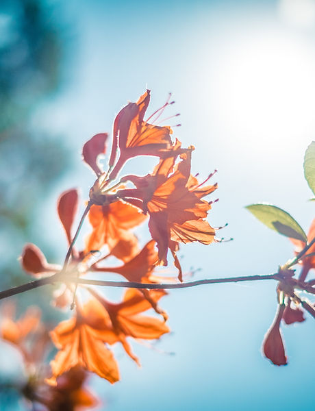 Orange Blossom