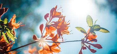 Orange Blossom