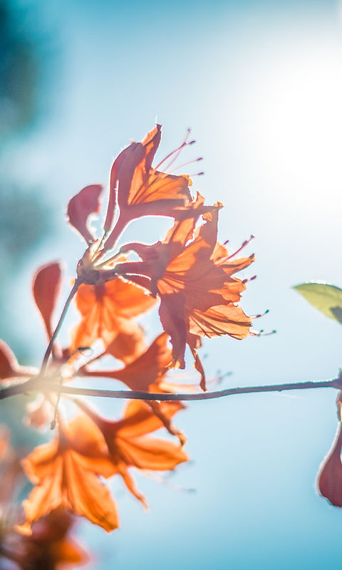 fleur d'oranger