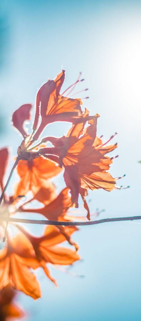Orange Blossom