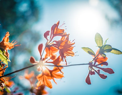 Orange Blossom