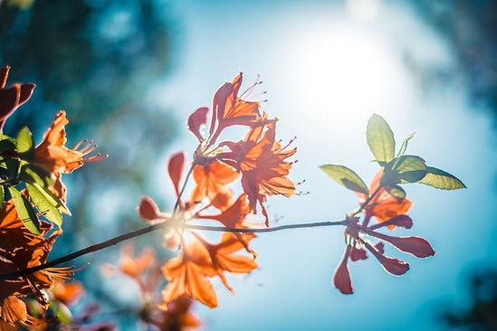 Sunlit Orange Flowers