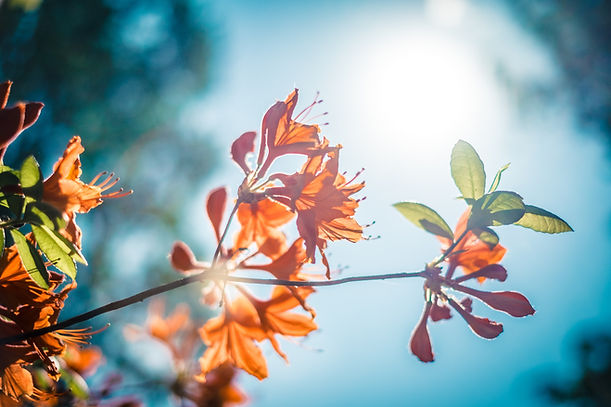 Orange Blossom