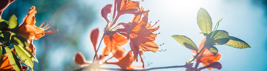 Orange Blossom