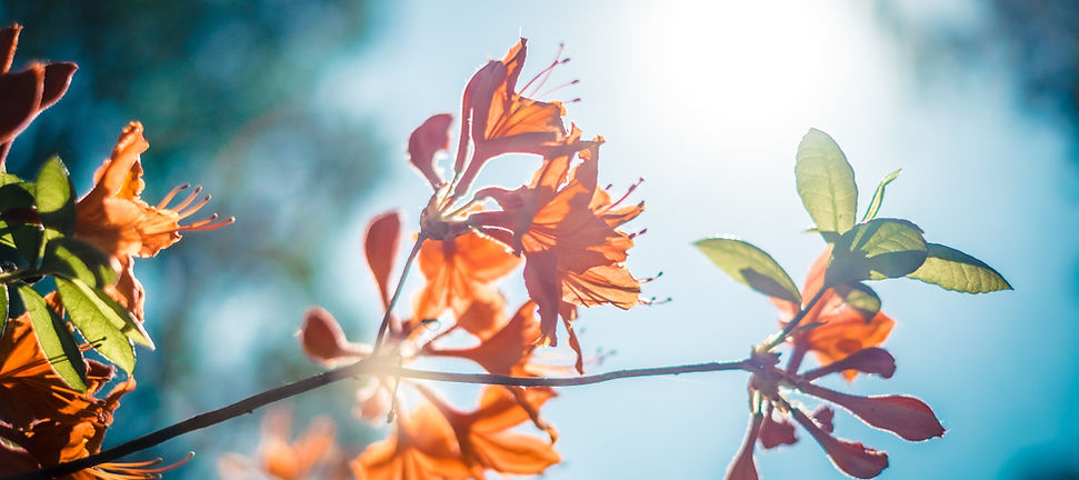 Orange Blossom