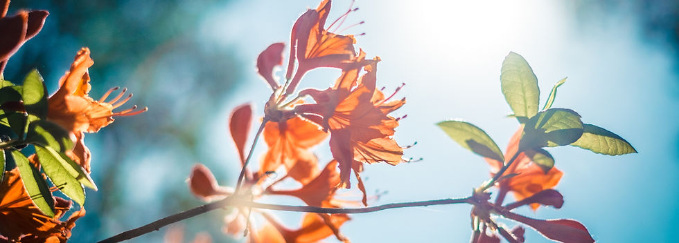 Sunlit Orange Flowers